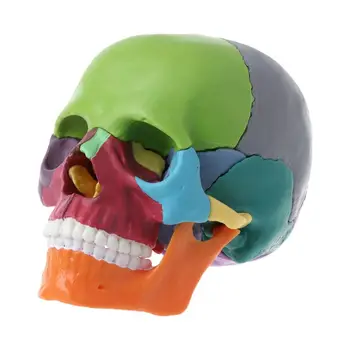 15pcs/set 4D Rozebrat Barva Lebka Anatomický Model Odnímatelné Lékařské Učební Nástroj